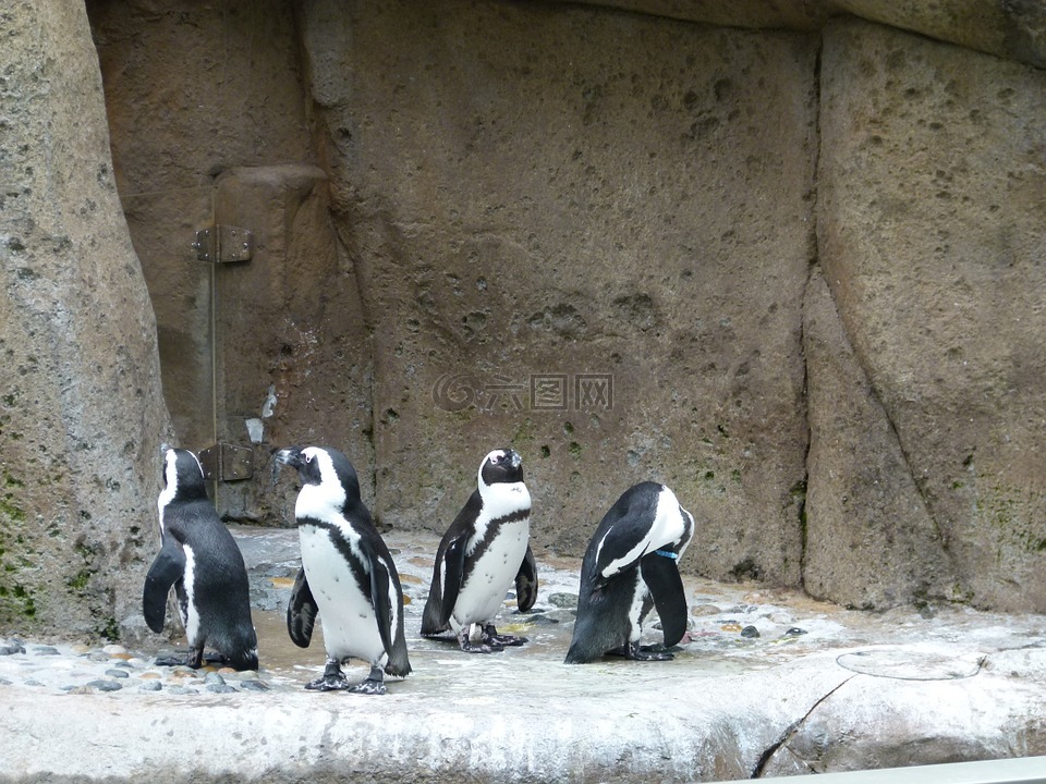 非洲企鹅,阿韦斯,集团