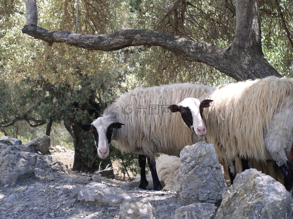 羊,动物,橄榄树