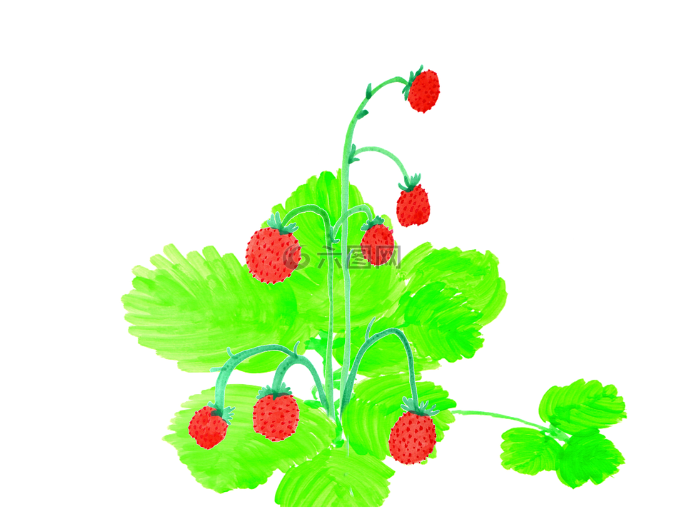 草莓,水彩,手绘
