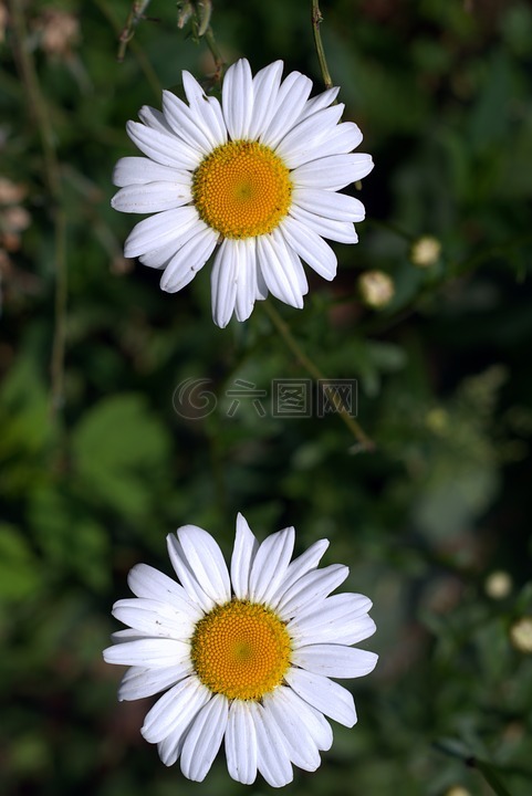 雏菊,白色片状,花