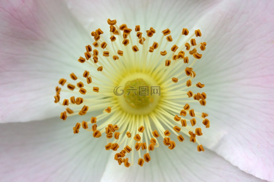 花卉,内部,花粉