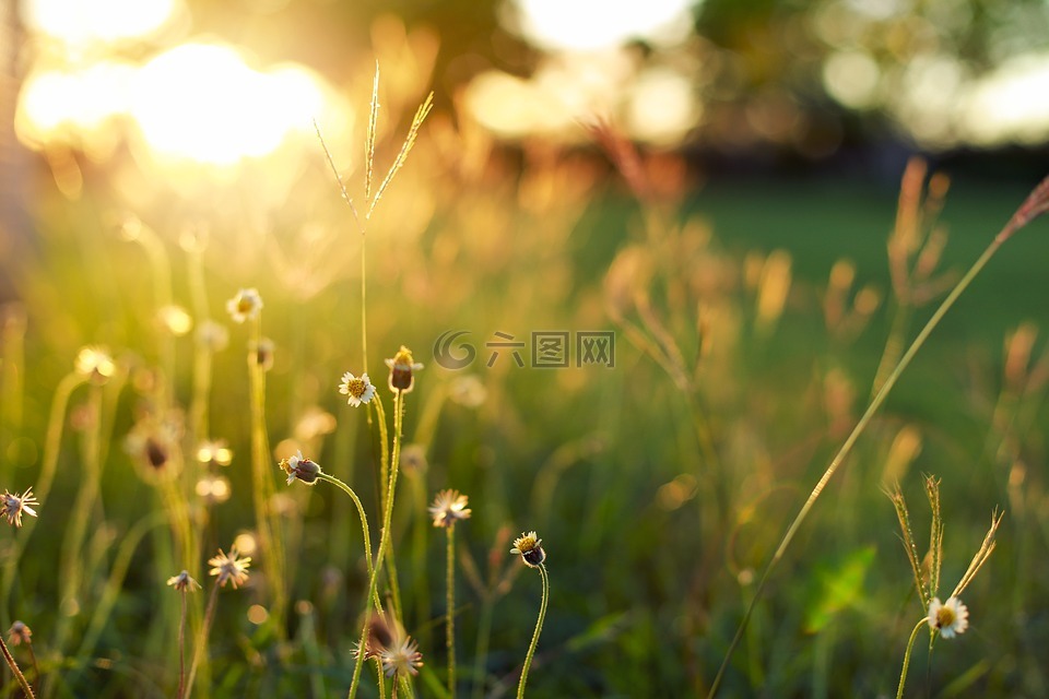陽光,夕陽,草叢