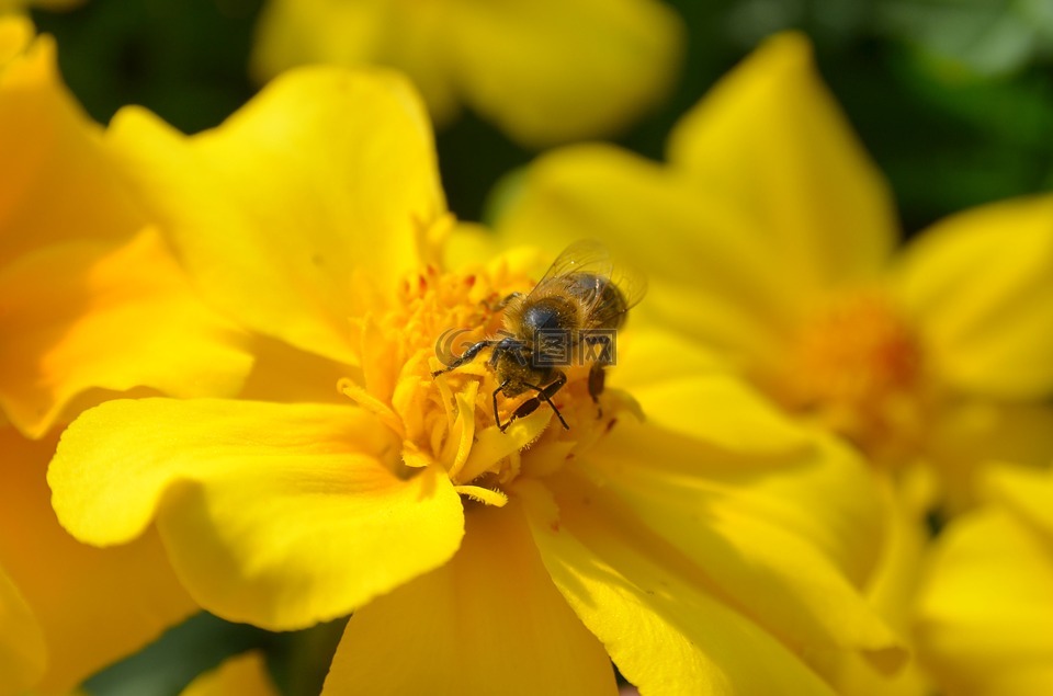 蜜蜂,花,黄色