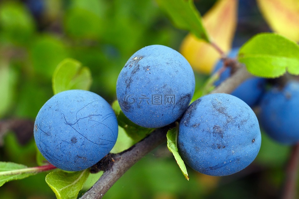 李木,莓果,蓝色