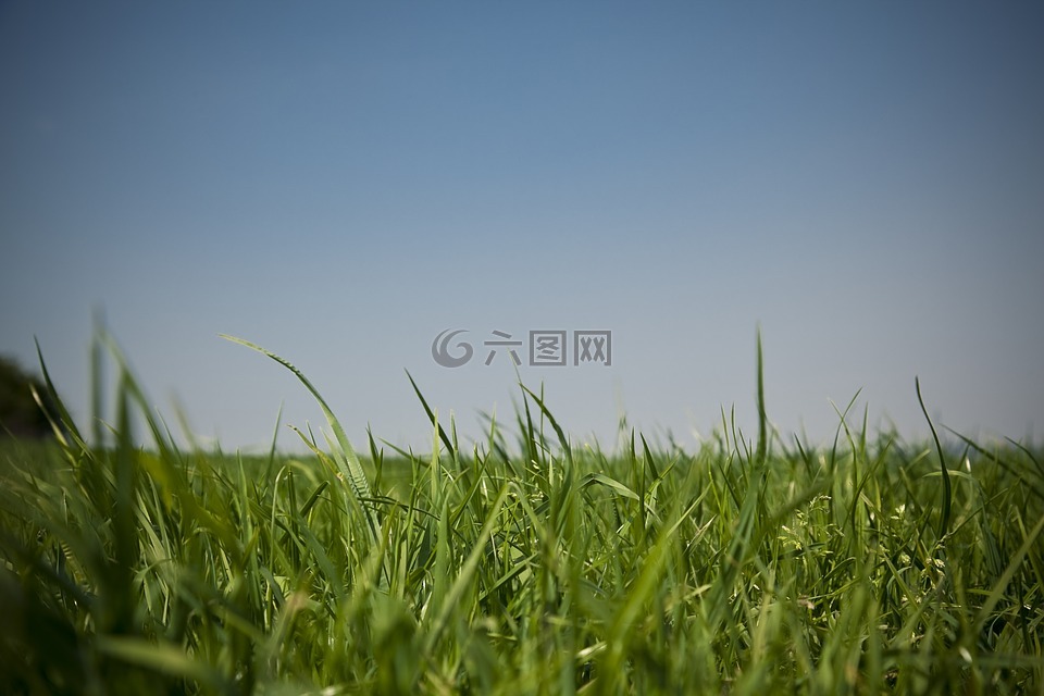 草地,天空,草