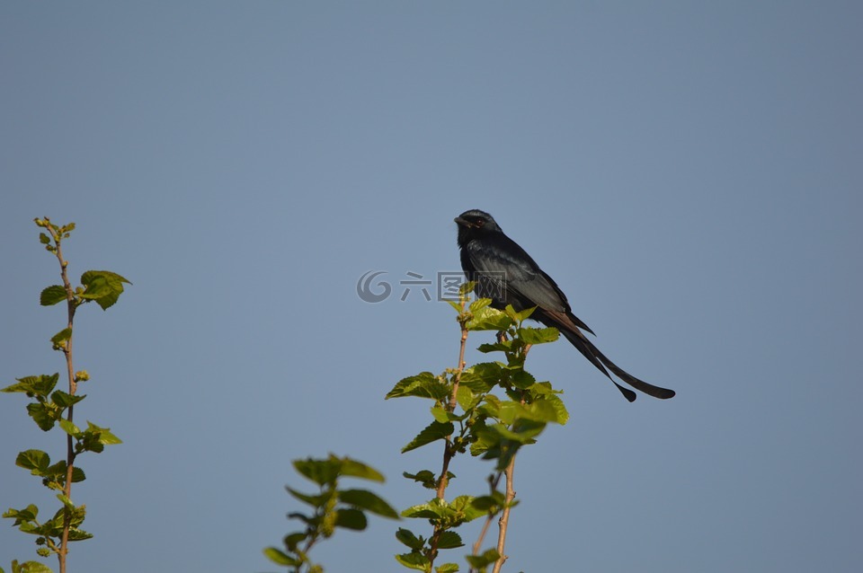黑卷尾,鸟,印度
