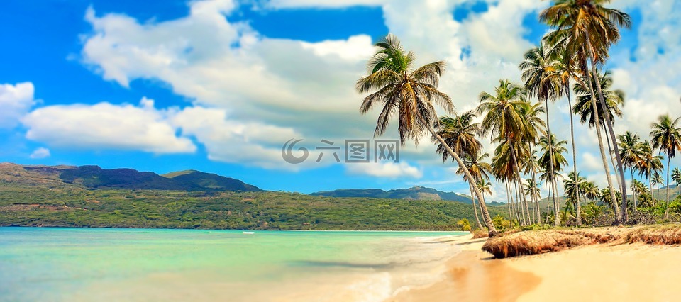 海滩,天堂,棕榈树