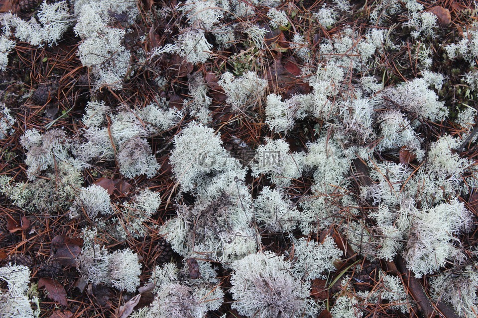 苔藓,森林凋落物,森林