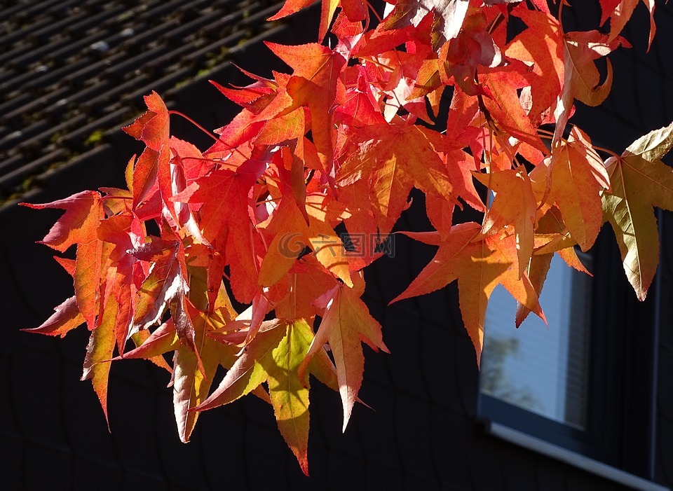秋季,红叶,变色