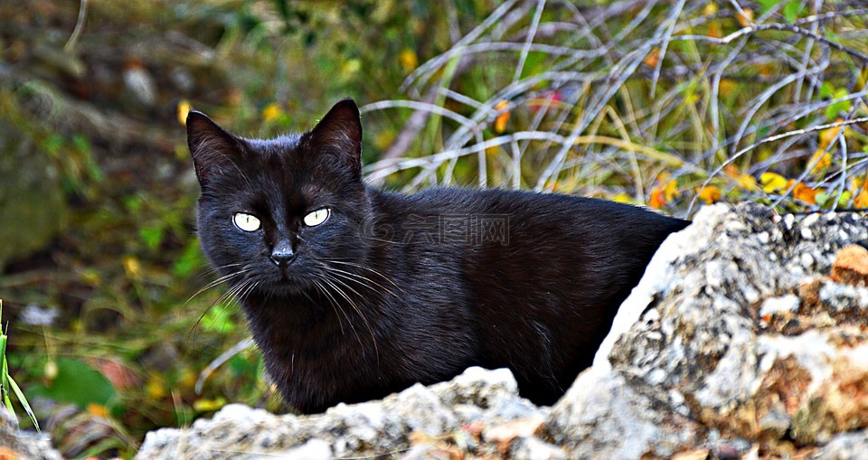 猫,黑色,猫的眼睛