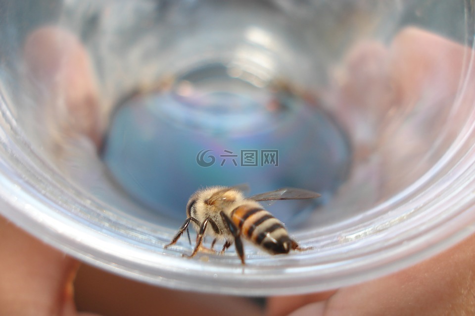 蜜蜂,制冷剂,玻璃
