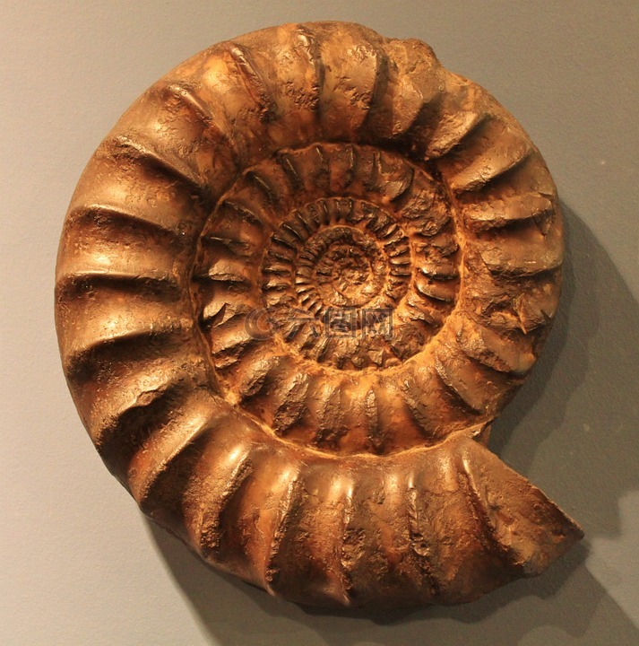 ammonit,石化,化石