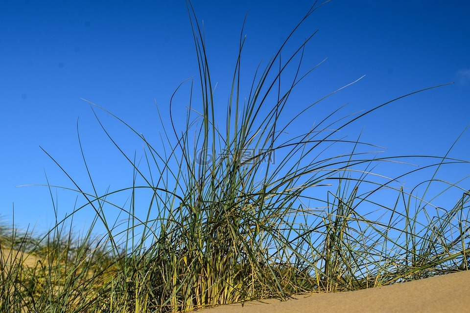 沙丘草,蓝蓝的天空,对比鲜明的性质