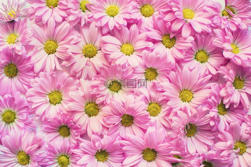 粉色雏菊,鲜花,背景