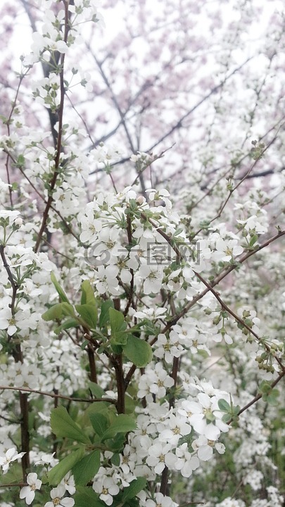 白色的花,白色,春天