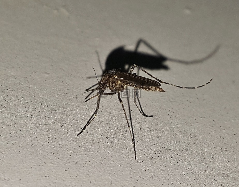 蚊子,昆虫,带翅膀的昆虫
