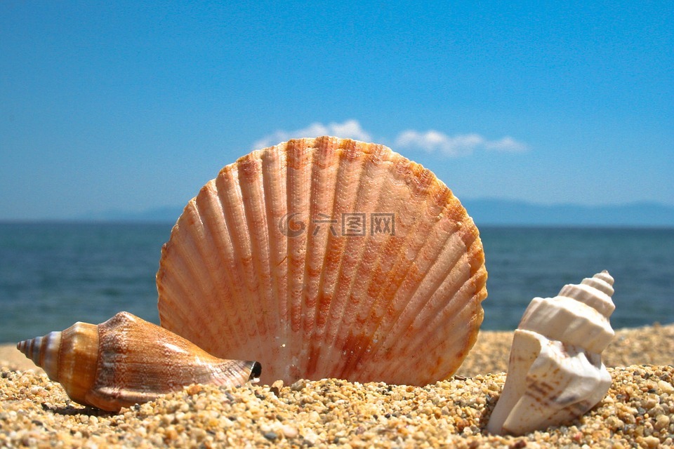 贝壳,海滩,海