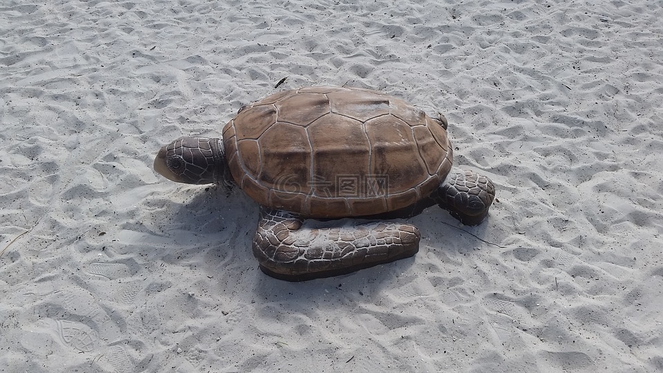 龟,沙,迈尔斯堡海滩
