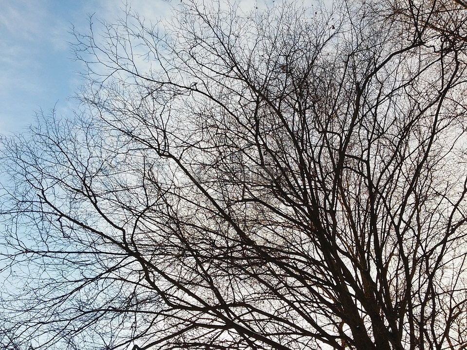 光秃秃的树枝,光秃秃的树,天空