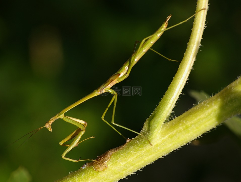 昆虫,螳螂,绿色