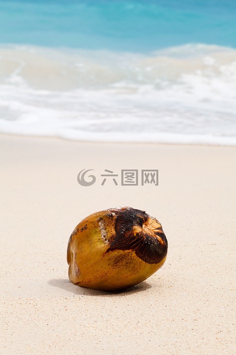 椰子,热带,海洋