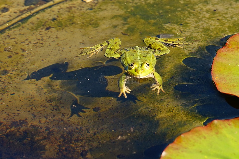 青蛙,水,池塘