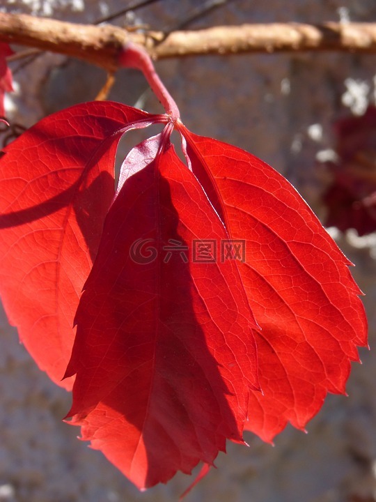 红叶,半透明,秋