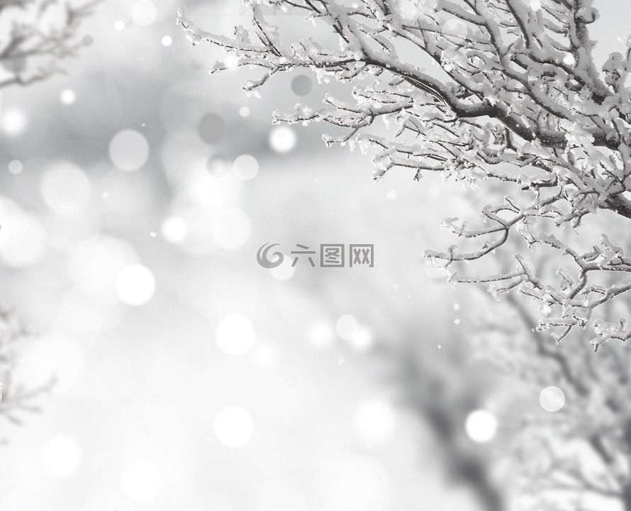 雪,树,abdel rahman