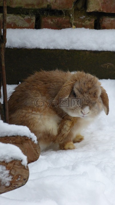兔,雪,动物