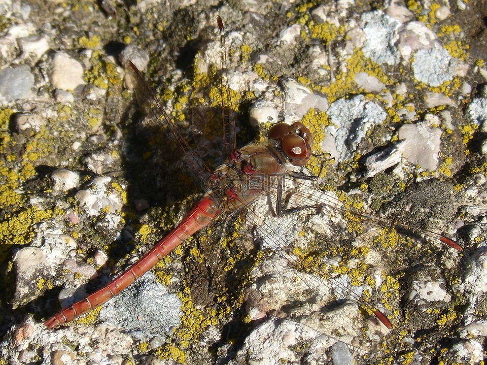 蜻蜓,红蜻蜓,岩