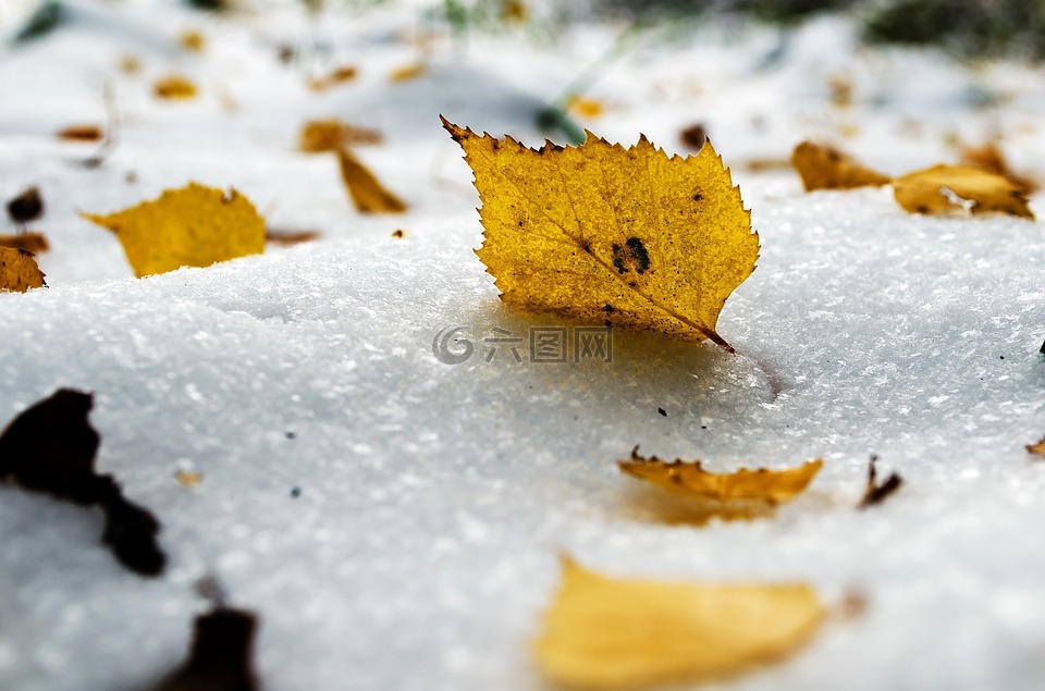 雪,黄色,叶