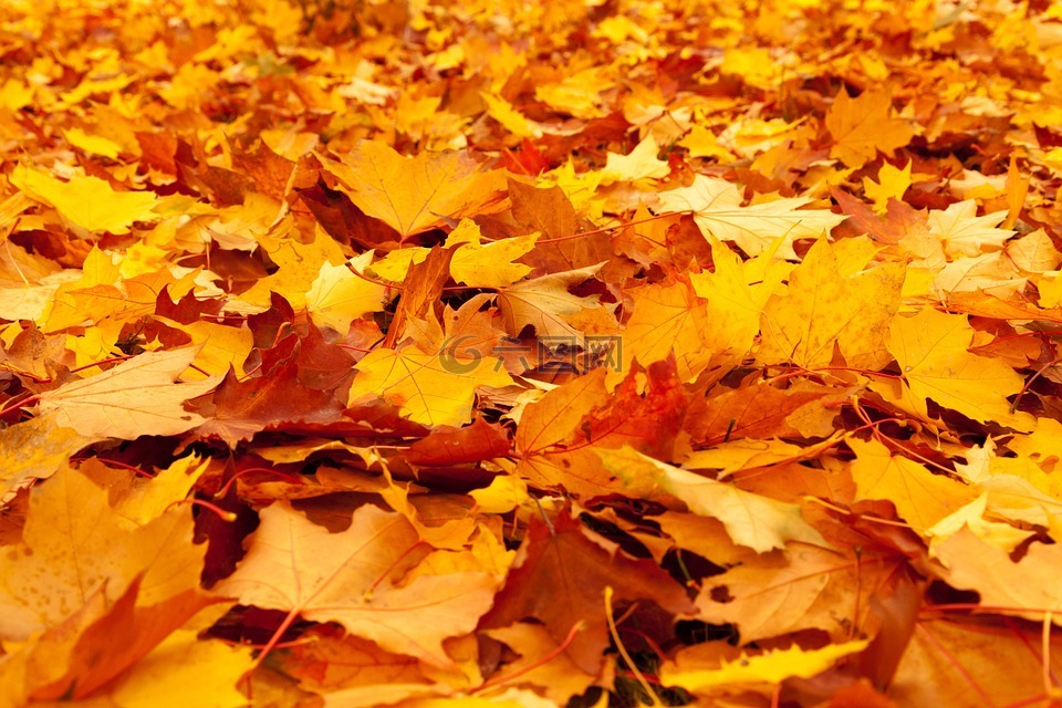 秋,背景,颜色