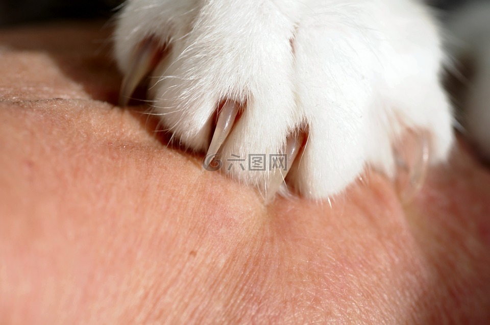 猫,爪,皮肤