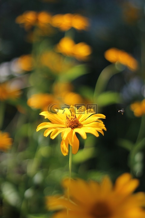 花卉,黄色,蜜蜂