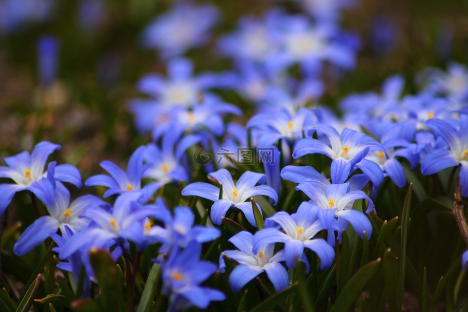 鲜花,蓝色,美丽