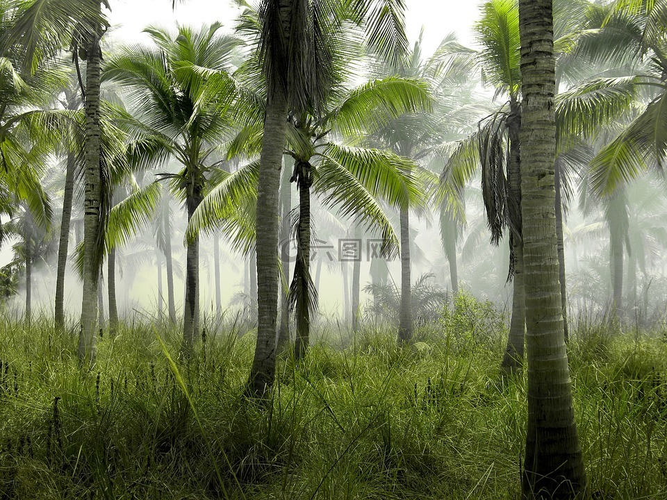棕榈树,丛林,热带