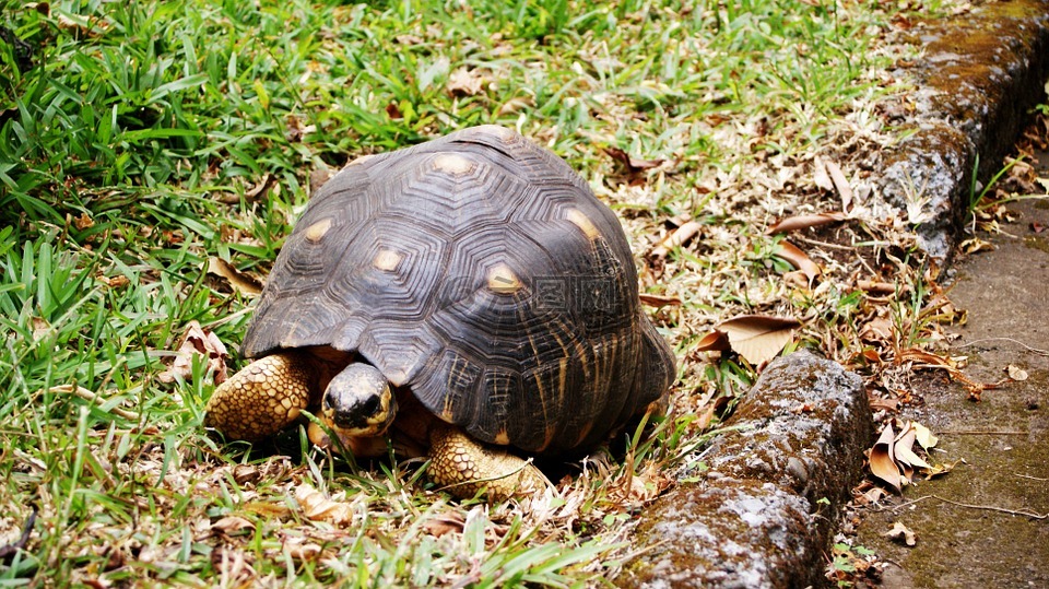 龟,留尼汪岛,性质