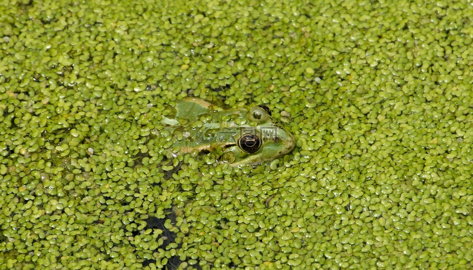 青蛙,绿色,水