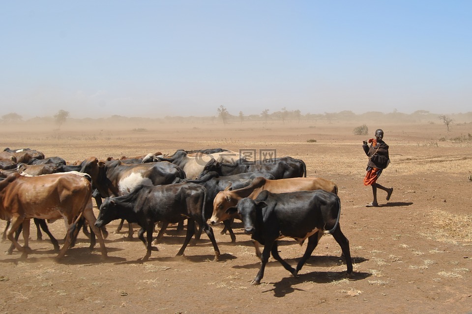 黄牛,干旱,非洲
