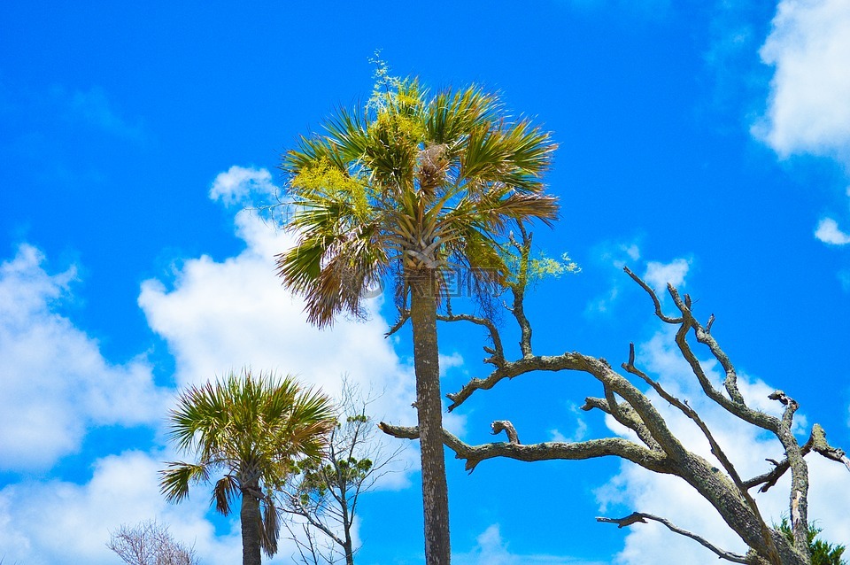 愚蠢海滩,天空,棕榈树