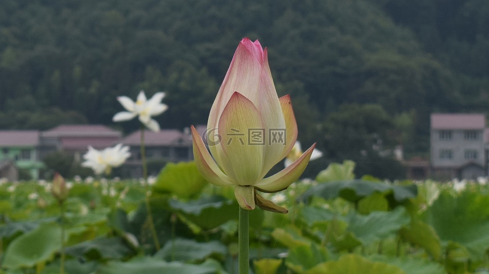 莲花,水塘,乡村