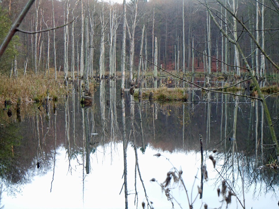 树木在水中,waldsee,镜像