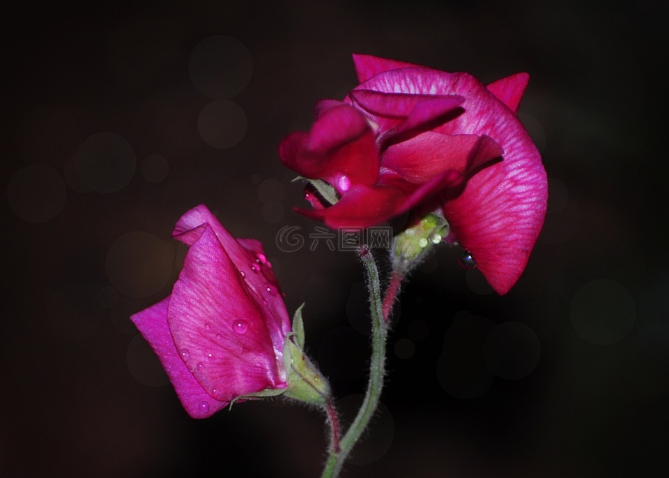 甜豌豆,鲜花,花园