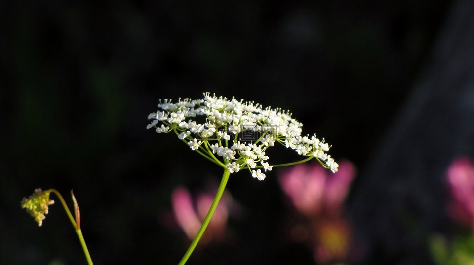 花,开花,伞形花序