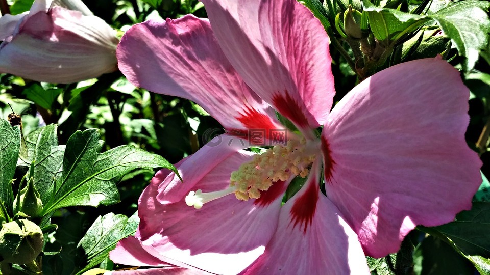 沙仑的玫瑰花,粉红色,蜜蜂