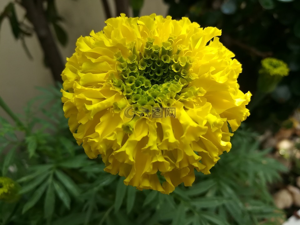 万寿菊,花,黄