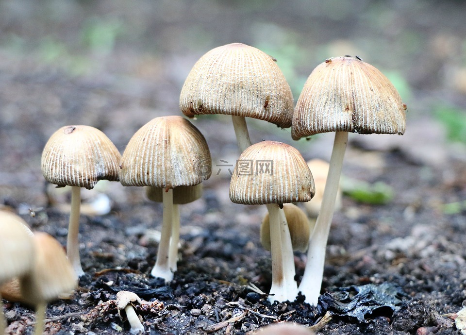 蘑菇,鸊鷉,森林