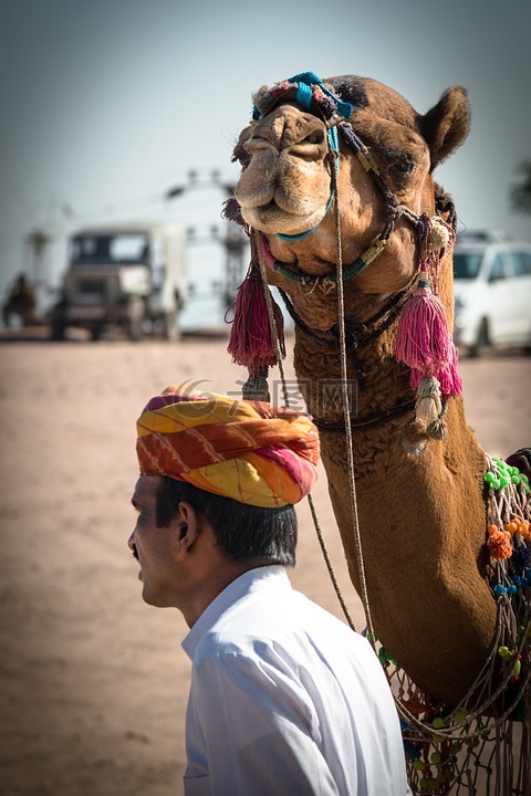 骆驼,骆驼司机,动物