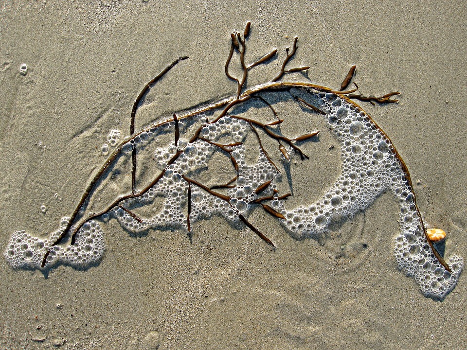 海藻,沙,泡沫