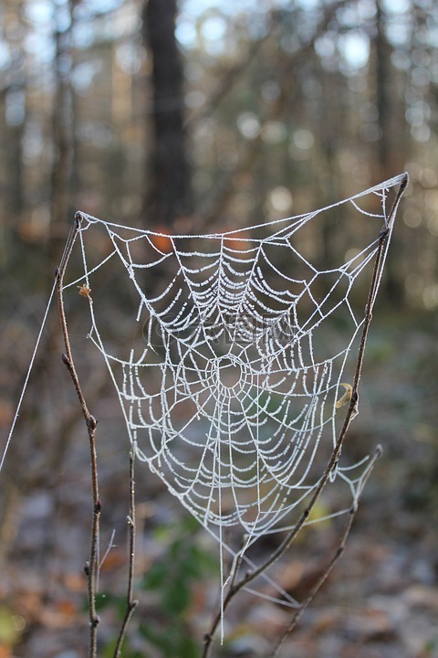 蜘蛛网,gefrohren,冬天